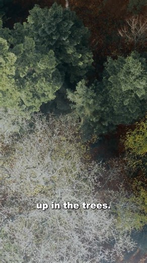 Renowned U.S. Army remote viewer and psychic spy Angela Ford reveals her incredible journey from childhood out-of-body experiences and prophetic dreams to becoming a top operative in Project Stargate, the government’s classified psychic espionage program run by the Defense Intelligence Agency (DIA). Click the ▶️ https://linktw.in/vhAtQu for the full episode! 🧠💥#BialikBreakdown #mayimbialik #mentalhealthpodcast #podcast | Mayim Bialik