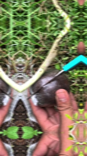 Effective Air Layering Techniques for Plant Lovers