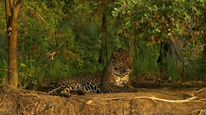 La Riviere Cuiaba - Français