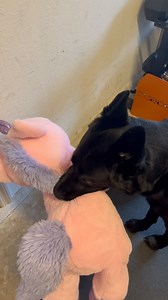 14K views · 10K reactions | I do what I can to make Archer happy | Aaron and Archer | Facebook