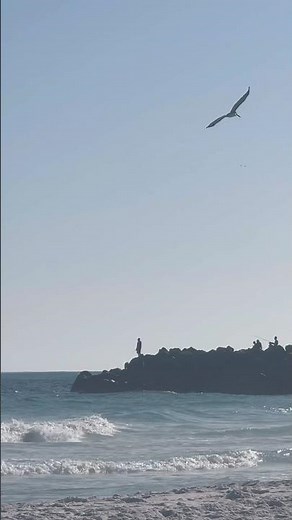 Brown Pelican Flying Over East Pass Destin | Beach Fishing & Jetty Life 🐟🌊