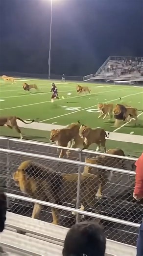 LSU recruiting has officially gone too far because I don't think the NCAA allows you to field a defense made entirely of lions. Baton Rouge residents are seeing things they never imagined possible as the coaching staff loses control of the ultimate defensive line, bringing the entire concept of fair play to a screeching, terrified halt. Louisiana has always been wild, but the behavior of these lions today pushed the limits of what anyone considers normal for roster management. The scene exploded