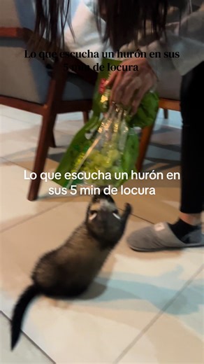 What a Ferret Hears in 5 Minutes of Madness