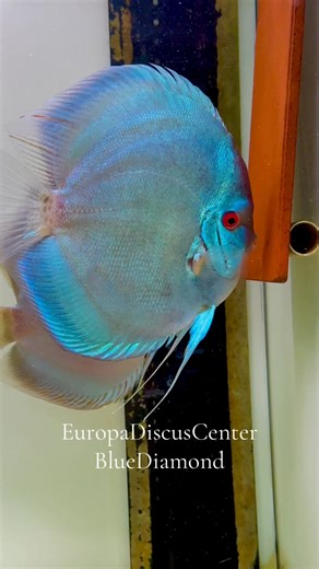 Europa Discus Center - [ ] https://europadiscuscenter.de/stockliste/?v=3a52f3c22ed6 Europa Discus Center Europa Discus Center GbR Rudolf Wagner Mittelwiese 18, 55299, Nackenheim wagner@europadiscuscenter.de | EuropaDiscusCenter