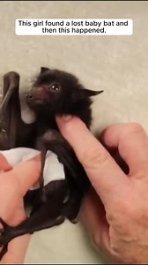 1.9M views · 39K reactions | This girl found a lost baby bat and then this happened. . . . #rescue #animals #bat | The Furry Future | Facebook