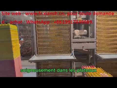 鸡蛋收集Présentation du système européen de collecte automatique des œufs dans les cages à poules