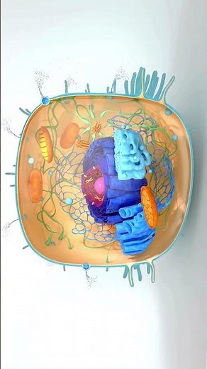 ANIMAL CELL #célula
