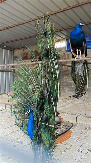 Amazing White Peacock Feathers🦚
