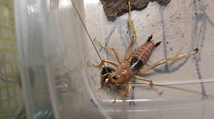 末龄土豆捕食半拉蟑螂