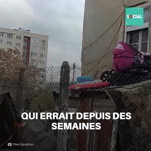 71K views · 2.8K reactions | Lorsqu'il a vu le secouriste, ce petit chiot n'a pas hésité à le guider vers son frère pour qu'ils soient tous deux sauvés. | Social | Facebook