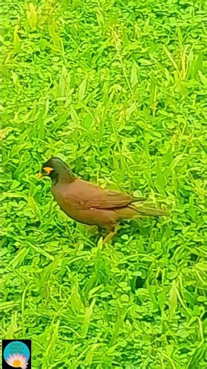 Sri Lankan Mynah | Grass Walk & Flight 🐦 #Shorts