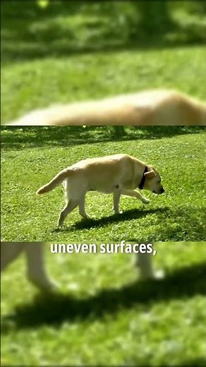 Dog Circling Explained: Why Dogs Spin Before They Sit or Sleep #DogBehavior #PetFacts #AnimalShorts”