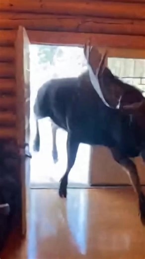 This Moose Wanted OUT… IMMEDIATELY! (AI) | Crafty Panda
