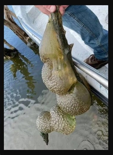 😲He pulled this ‘alien egg pod’ from the lake... now officials have issued a warning What IS this?! Check first comment He pulled this ‘alien egg pod’ from the lake... now officials have issued a warning What IS this?! Check⬇️ | Faith Brings Hope and Strength