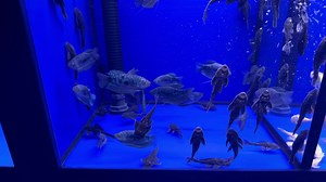 81 reactions · 3 comments | New stock of fresh water fish arrived at...