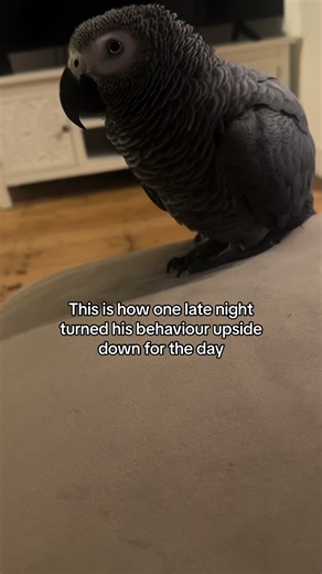 Cruz the African Grey Parrot Behavior Upside Down