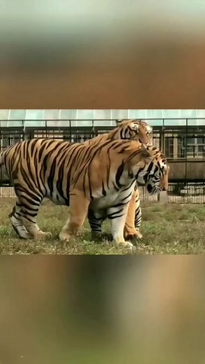 👉Slapstick🐅🐅#fyp #for