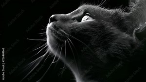 Beautiful portrait of a cat silhouette dark background. A solitary cat prowls through the darkness its eyes glowing as it navigates the night with subtle outlines of trees in the background beauty mp4