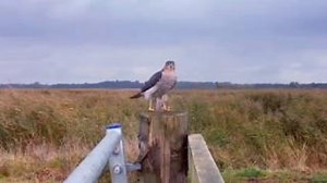 A sparrowhawk at Carlton Marshes! 🪶 One of the UK's smallest birds of prey, sparrowhawk are often sighted on our marshland nature reserves as they hunt for small birds or rest on gate posts. 🎥 Wild cam footage captured by Gavin Durrant, Broads Assistant Warden at Suffolk Wildlife Trust | Suffolk Wildlife Trust