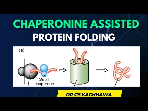 Chaperonin Assisted Protein Folding