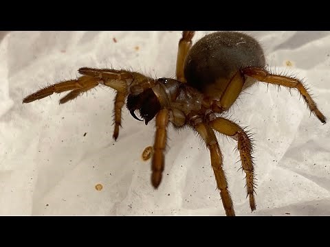 Digging Up Stanford Hills Trapdoor Spiders