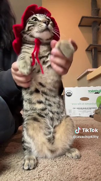 Java def ate this up #spaghetti #kpop #transition #dwts #kitten | transitions