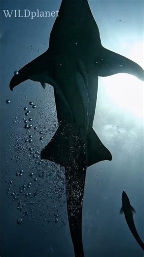 TERRIFYING TRUTH ABOUT THE MEGALODON