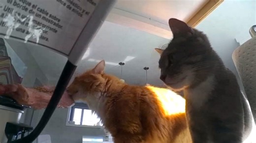 Cat outsmarts kitchen appliance, swipes brisket as second feline joins heist