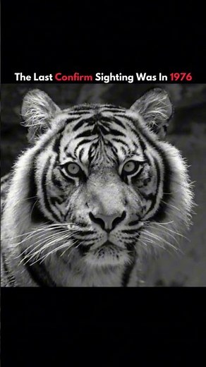 The Lost Tiger of Java 🐅 | The Extinct Javan Tiger #shorts