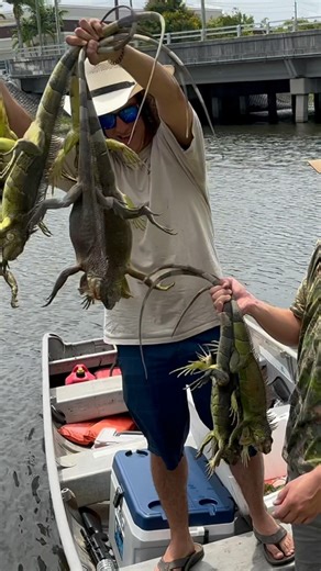 25 invasive Florida iguana removed