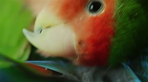 Free stock video - Tropical bird cleaning itself 4k
