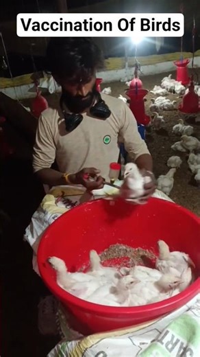 “Vaccinate Broilers in Seconds with This Automatic Syringe!” #vaccination #broilervaccination
