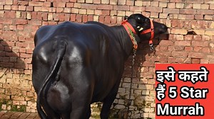 103K views · 8K reactions | Super Murrah Buffalo || Milk with Beauty || 4 teeth @18 - 20 Kg Milk || Neeraj Bhai, VPO.Jadoda Kalan | Yadav Dairy Farm | Facebook