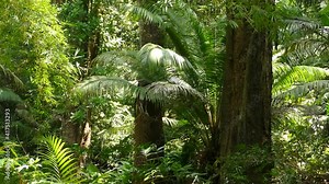 A pristine Rainforest in Panama; pan shot from right to the left of a tropical rainforest, revealing huge trees, palm trees, and other plants. Sunlight falling in the forest, vibrant and lush habitat.