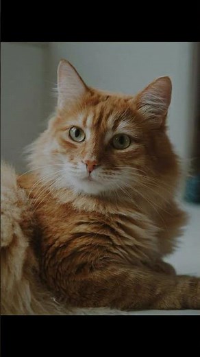 Why Do Cats Chirp? Understanding Your Feline's Unique Language!