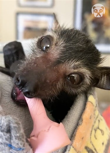 707K views · 45K reactions | Take a look at these adorable flying foxes! Partner: stonedeaf_wildlife | Bored Panda Animals | Facebook