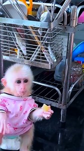 6K views · 262 reactions | Monkey Kaka was happy when monkey Mit recovered from her fever Full Story : https://www.fast-news24.info/archives/288 | Monkey TV | Facebook