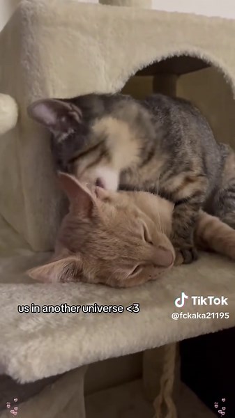 Funny Animals: Love and Fun Moments