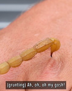 596K views · 5.6K reactions | Just how bad is this scorpion's sting? | Coyote Peterson | Facebook