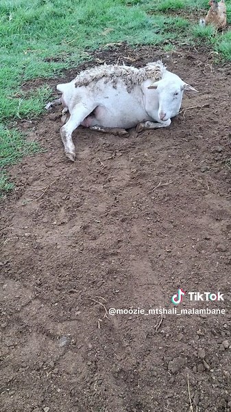 #sheep #farming #agriculture #aam #amatetele #bkb