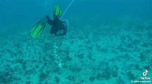 Is this the right way to catch conch? | Graham Weatherford