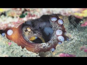 Octopus Spawn Documentary