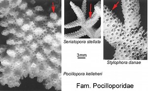 Pocilloporidae - Alchetron, The Free Social Encyclopedia