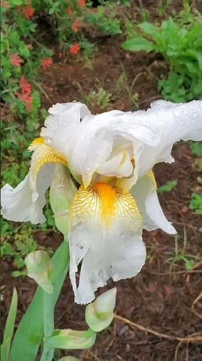 4 MUST HAVE Plants for Tennessee Gardens!