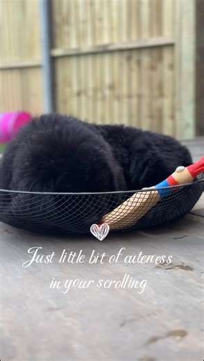 Adorable Babies: Cutest Puppies Moments