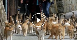 Japan island overrun by cats