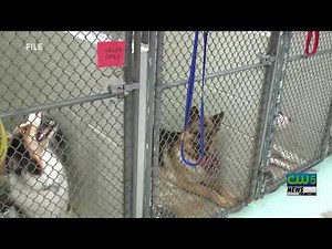 UPAWS Strut your Mutt