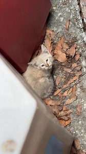 Mi corazón siempre tendrá espacio para uno gatito más 🥺 lloré durante el camino después de rescatarlo de la basura… pasará la vida y jamás lograré entender que existan personas con un corazón tan vacío #rescue #gatitos #abandono #rescateanimal #michis