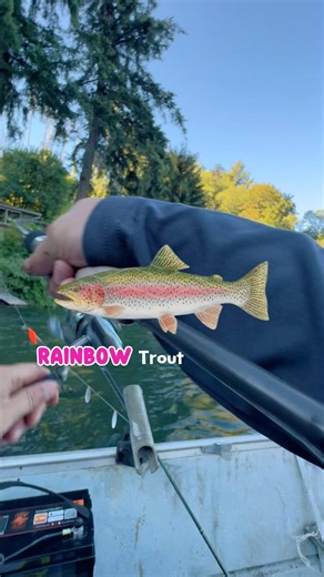 What fish can you catch with nightcrawlers? #rainbowtrout #bait #shorts