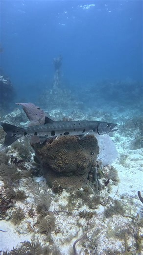 Understanding Great Barracuda in Florida Keys